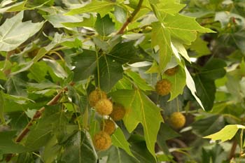 Plátano - Fruto (Platanus orientalis)