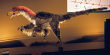 Plumaje de Dromaeosaurus (Dinosauria, Theropoda), Museo del Jurá