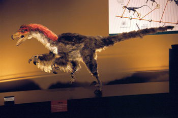 Plumaje de Dromaeosaurus (Dinosauria, Theropoda), Museo del Jurá