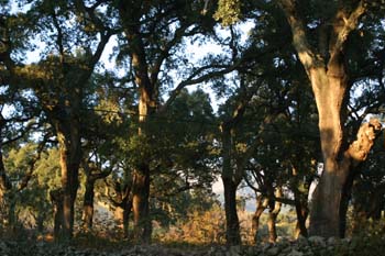 Alcornoque - Bosque (Quercus suber)