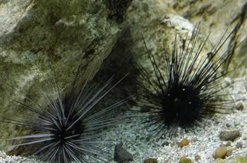 Erizos de mar