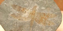 Libélula flecha (Aeschnidum cancellosa) Jurásico