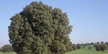 Encina - Porte (Quercus ilex)