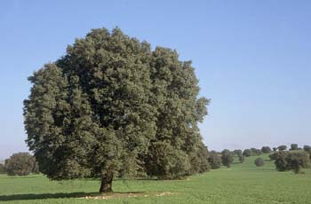 Encina - Porte (Quercus ilex)