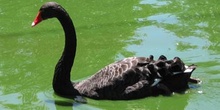 Cisne negro, símbolo de Perth, Australia