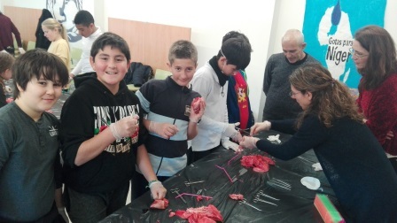 2018_02_09_DISECCION CORAZON Y PULMONES_SEXTO_CEIP FDLR_LAS ROZAS 14