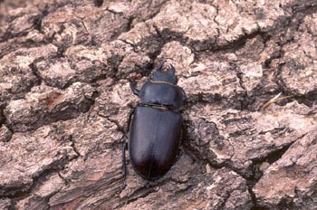 Ciervo volador (Lucanus cervus)