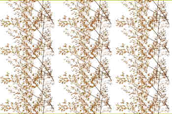 Hileras del ramillete