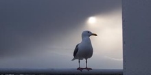 Gaviota, Parque de las Islas del Golfo, Victoria