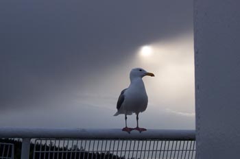 Gaviota, Parque de las Islas del Golfo, Victoria