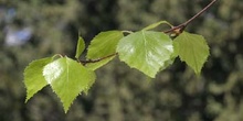 Abedul llorón - Hojas (Betula pendula)
