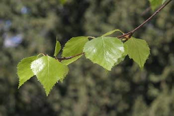 Abedul llorón - Hojas (Betula pendula)