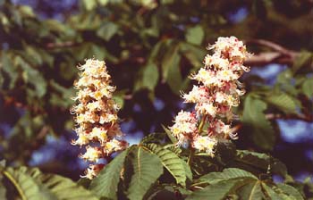 Castaño de Indias - Flor (Aesculus hippocastanum)