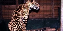 Leopardo en el zoológico de Flores, Guatemala