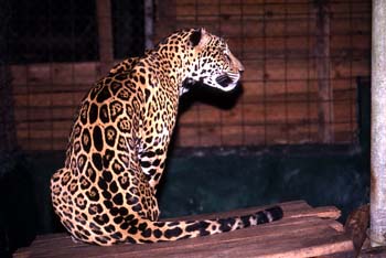 Leopardo en el zoológico de Flores, Guatemala