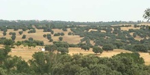 Encina - Bosque (Quercus ilex)