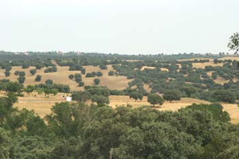 Encina - Bosque (Quercus ilex)