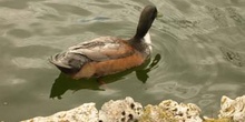 Patos en el  Parque la Alamedilla, Salamanca, Castilla y León