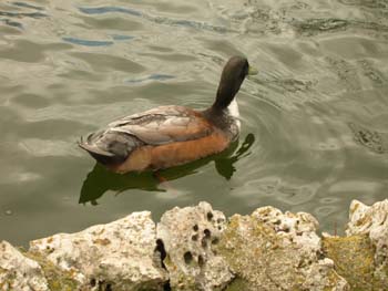 Patos en el  Parque la Alamedilla, Salamanca, Castilla y León