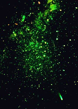 Constelación estelar