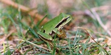 Ranita de San Antonio (Hyla arborea)