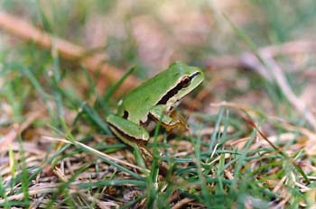 Ranita de San Antonio (Hyla arborea)