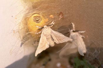 Mariposa de la seda - Imago (Bombyx mori)