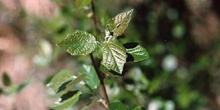 Chopo temblón - Hojas (Populus tremula)