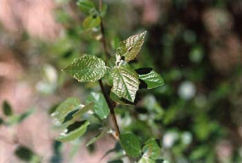 Chopo temblón - Hojas (Populus tremula)