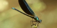 Caballito del diablo azul (Calopteryx virgo)