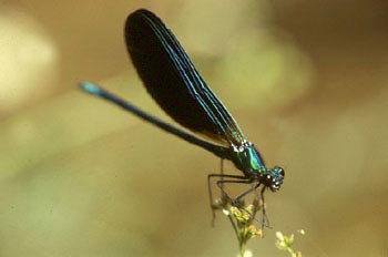 Caballito del diablo azul (Calopteryx virgo)