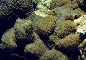 Anemona tapiz (Actiniario)