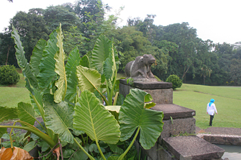 Vista general del Jardín botánico, Java, Indonesia