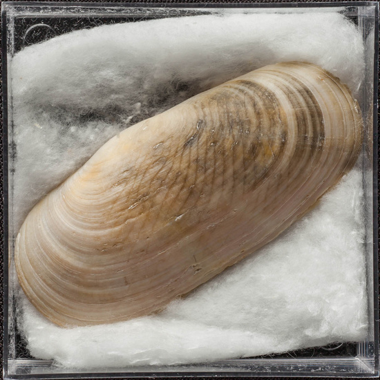 IES_ISABELLACATOLICA_BIOLOGIA_455