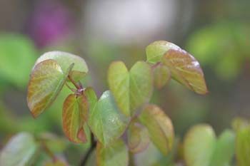 árbol del amor - Hoja (Cercis siliquastrum)