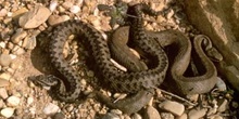 Víbora de Seoane (Vipera seoanei)