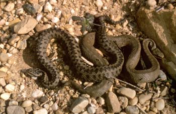 Víbora de Seoane (Vipera seoanei)