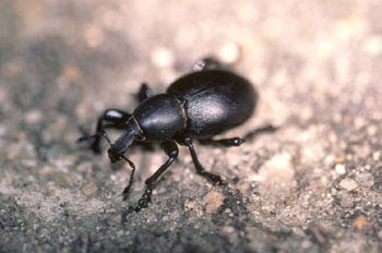 Gorgojo (Liparus sp.)