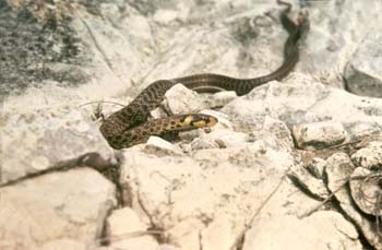 Culebra de Esculapio (Elaphe longissima)