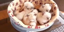 Videos gatos pequeños