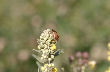 Chinche de escudo (Carpacoris fuscispinus)