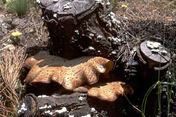 Silla de montar (Polyporus squamosus)