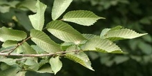 Olmo montano - Hojas (Ulmus glabra)