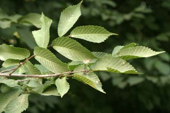 Olmo montano - Hojas (Ulmus glabra)