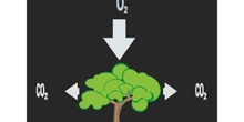 Respiración vegetal