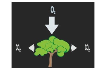 Respiración vegetal