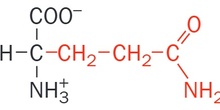 Glutamato