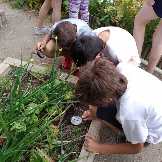2019_06_07_Los alumnos de Quinto observan los insectos del huerto_CEIP FDLR_Las Rozas 3