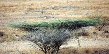 Arbusto matojero, Rep. de Djibouti, áfrica