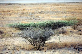 Arbusto matojero, Rep. de Djibouti, áfrica
